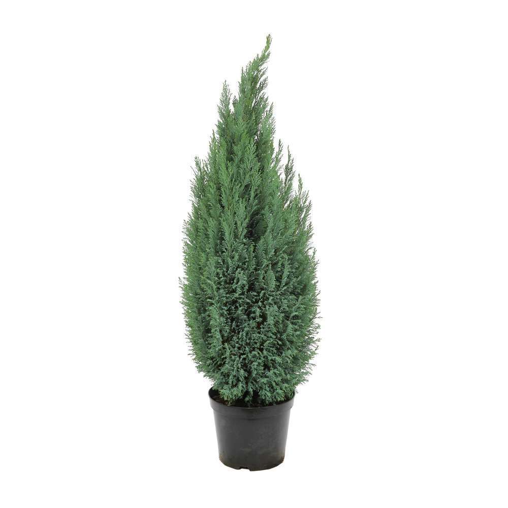 Conifère en Pot – Image 2