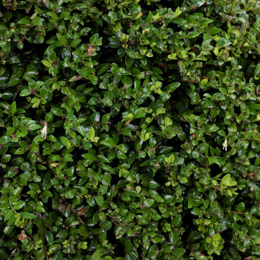 Chamaecerasus Nitida