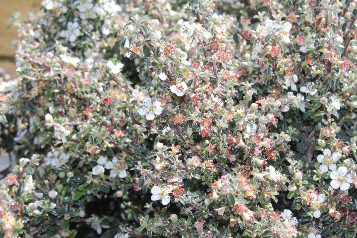 Cotoneaster (Variétés) – Image 5