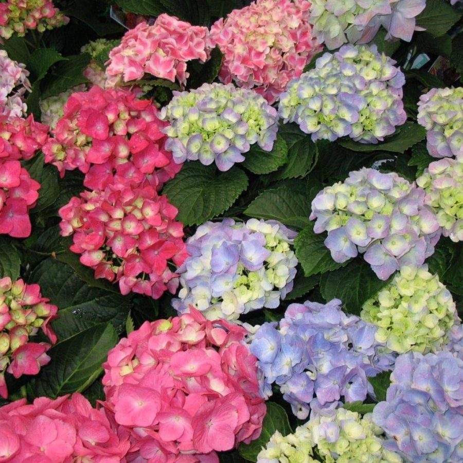 Hortensia (Mix) – Image 6